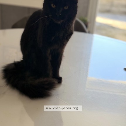 Foto de un gato reunido en Brousse