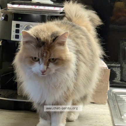 Foto de un gato reunido en Yerville