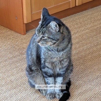 Foto de un gato reunido en Laille