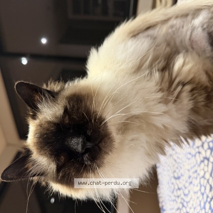Foto de un gato reunido en Poitiers