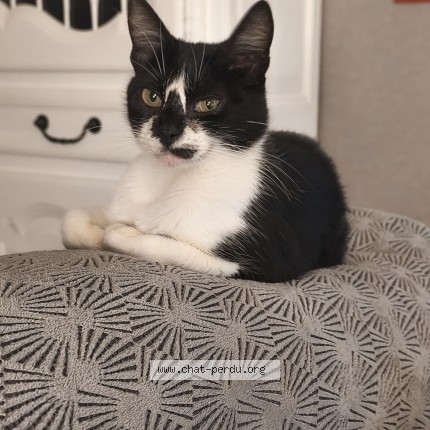 Foto de un gato reunido en Cagnes Sur Mer