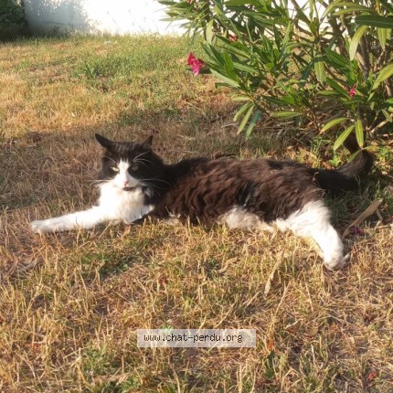 Foto de un gato reunido en Massy
