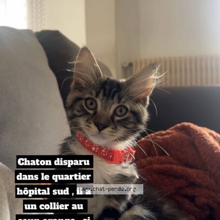 Foto de un gato reunido en Rennes