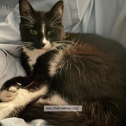 Foto de un gato reunido en Sartrouville