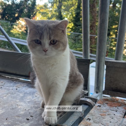 Foto de un gato reunido en Rodez