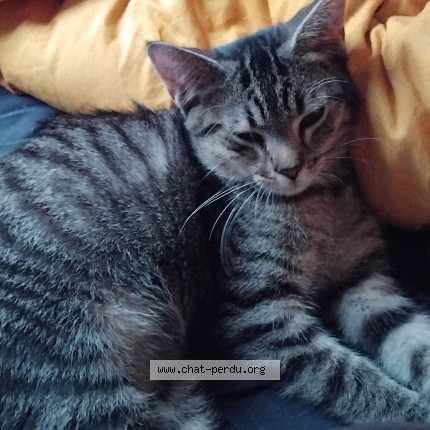 Foto de un gato reunido en Auxerre