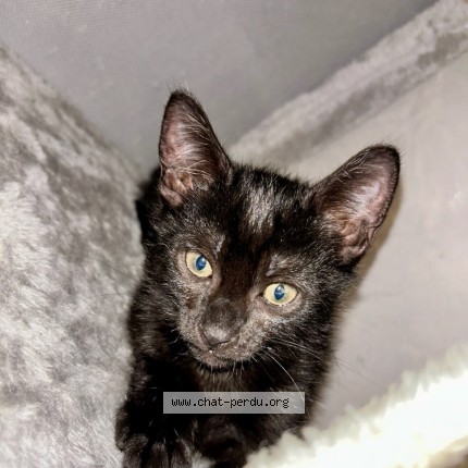 Foto de un gato reunido en Negrepelisse