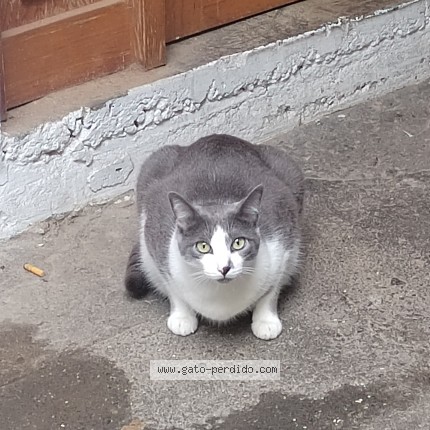 Foto 1/1 Hari Gato perdido en Alvaro Obregon