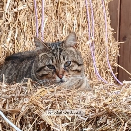 Foto de un gato reunido en Bouilly