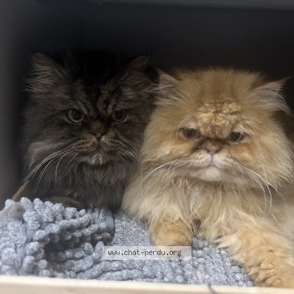 Foto de un gato reunido en Guilvinec