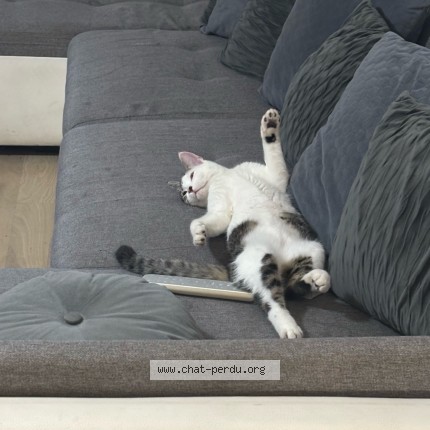 Foto de un gato reunido en Toulouse