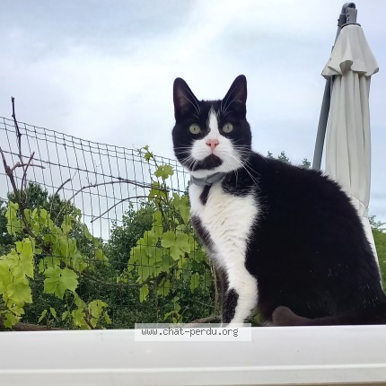 Foto de un gato reunido en Saint Etienne De Montluc