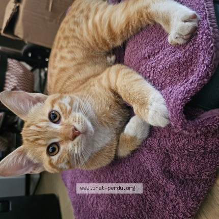 Foto de un gato reunido en Lyon