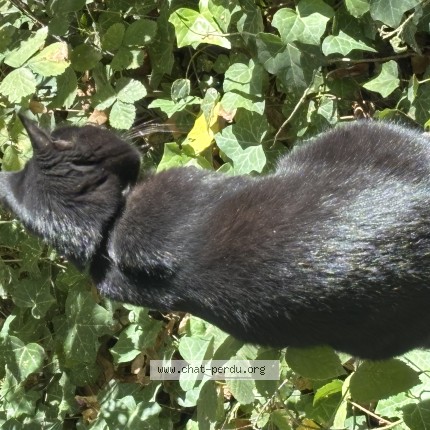 Foto de un gato reunido en Colombes