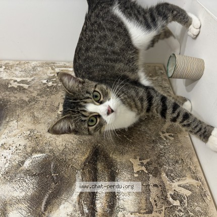 Foto de un gato reunido en Saint Genis Laval