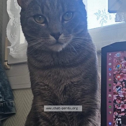 Foto de un gato reunido en Vernouillet
