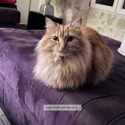 Foto de un gato reunido en Lezay