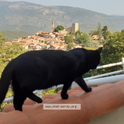 Foto de un gato reunido en Plelan Le Grand