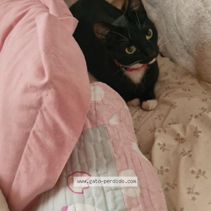 Foto de un gato reunido en Montevideo