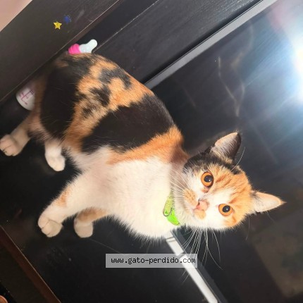 Foto 1/1 Niña Gato perdido en Xalapa
