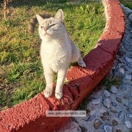 Foto de un gato reunido en Coacalco De Berriozabal