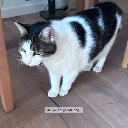 Foto de un gato reunido en Coublevie