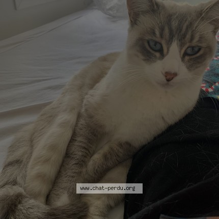 Foto de un gato reunido en Martillac