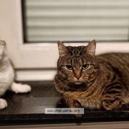 Foto de un gato reunido en Jupille