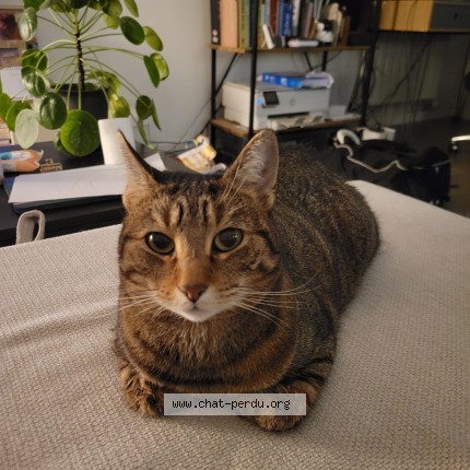 Foto de un gato reunido en Maisons Alfort