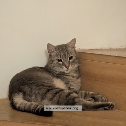 Foto de un gato reunido en Toulouse