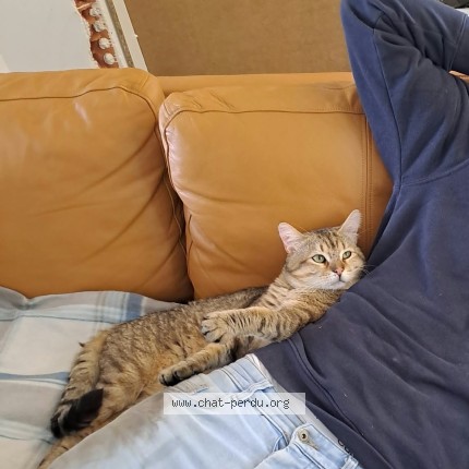 Foto de un gato reunido en Joue Les Tours
