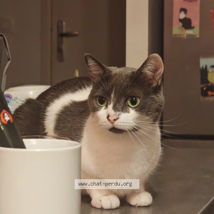 Foto de un gato reunido en Le Havre
