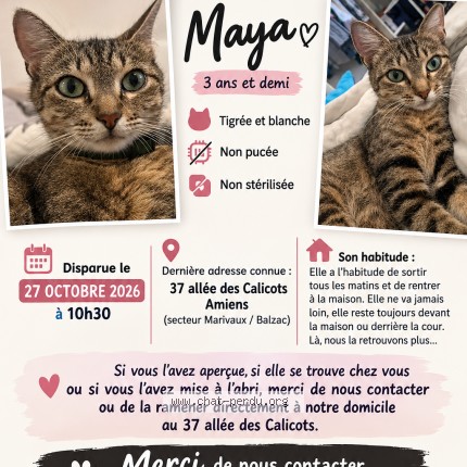 Foto de un gato reunido en Amiens