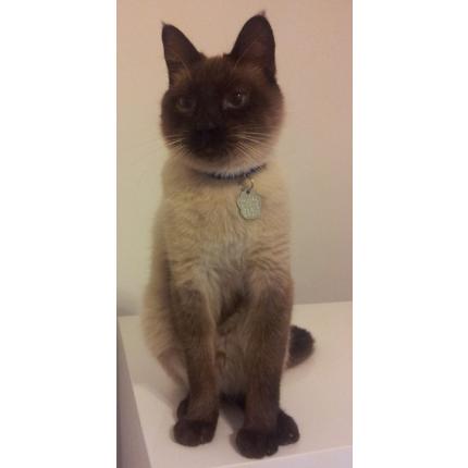 Foto 1/1 Roméo Chat perdido en Entraigues