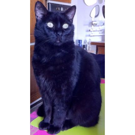 Foto 1/1 PACHA Chat perdido en Toulon