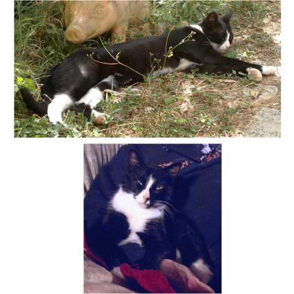 Foto 1/1 BENDJI Chat perdido en Levens